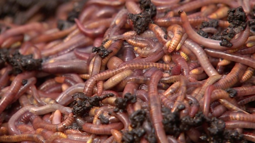 Soil Saviours: Worm castings finding grower favour in large scale