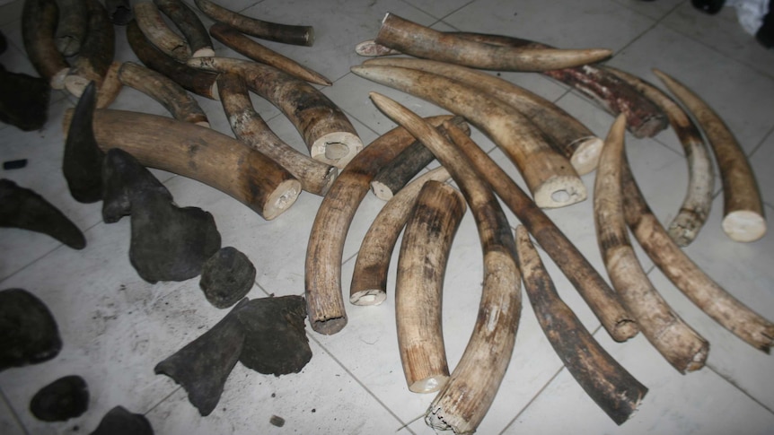 Mozambique police release photo of ivory seizure