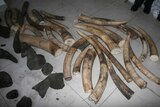 Mozambique ivory haul