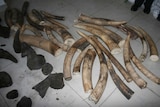 Illegal ivory haul in Mozambique