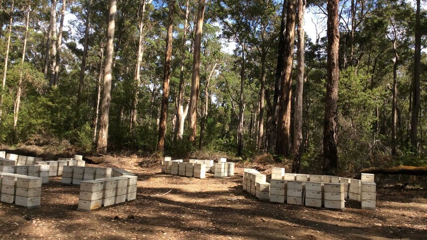 Hives in a karri forest in WAs south