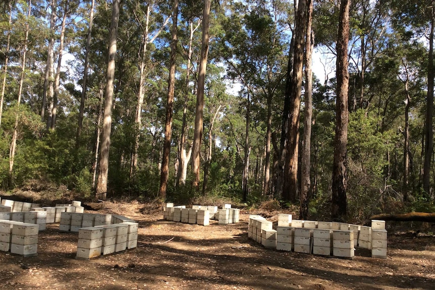 Hives in a karri forest in WAs south