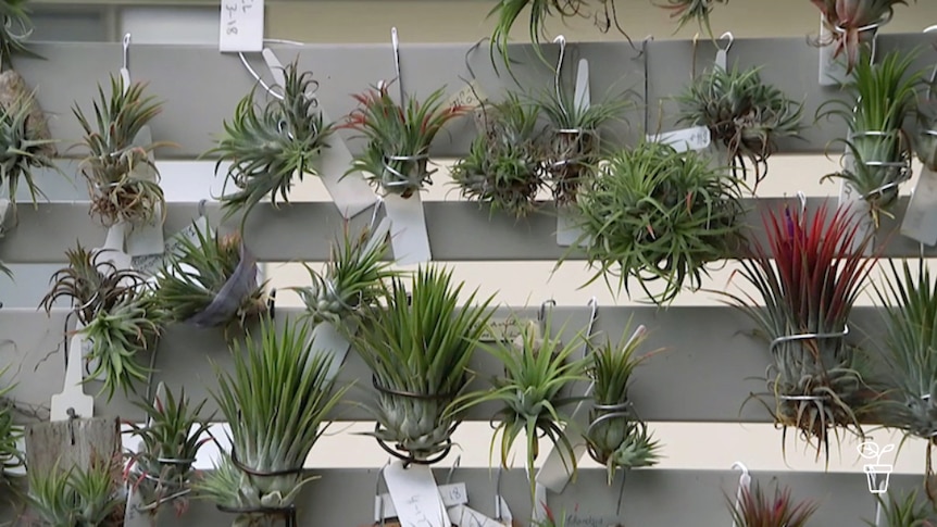 Soil-less plants hanging on wall in steel wire brackets