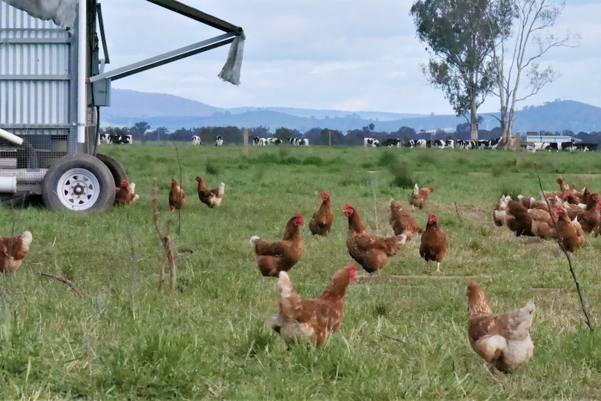 Holbrook eggs 5 chicken close up