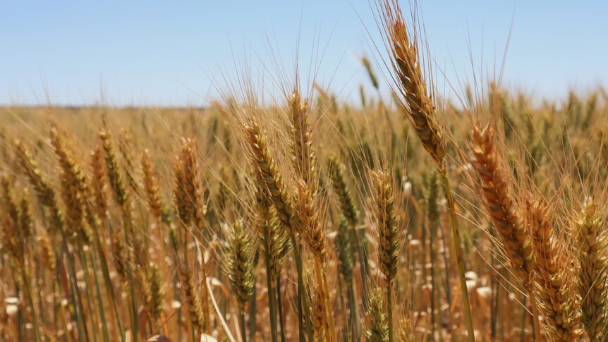 A close up of a wheat crop on a sunny day