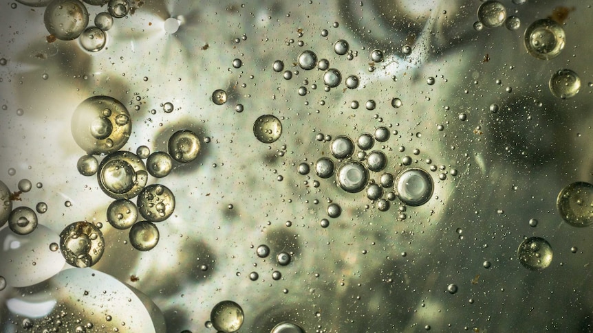 A close-up of clustered circles of water droplets suspended in oil