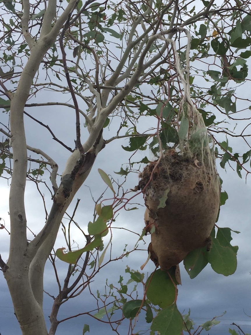 When caterpillar nests disintegrate, their contents can be ingested by pregnant mares, with devastating effect.