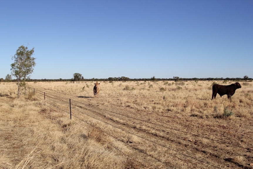 Two bulls standing in a paddock at Brunette Downs station, Northern Territory