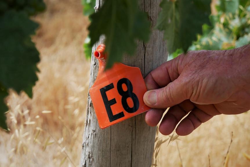 A label on a post next to a grape vine, that reads "E8".