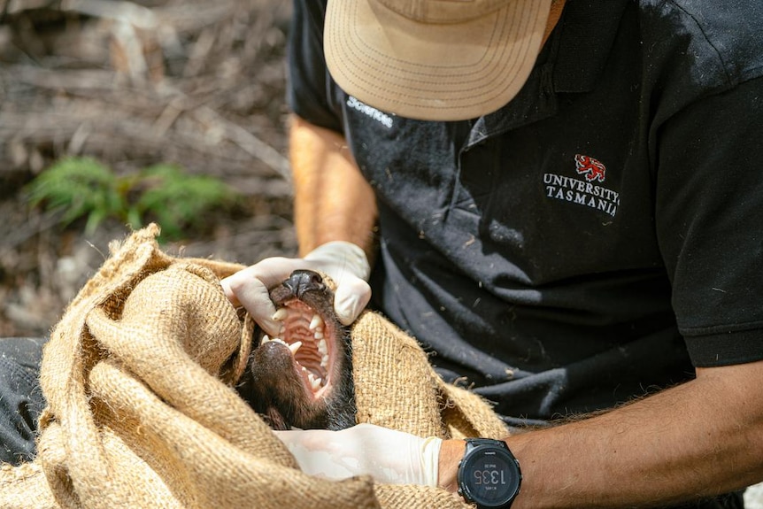 Researcher holds Tasmanian devil mouth open during facial tumour research.