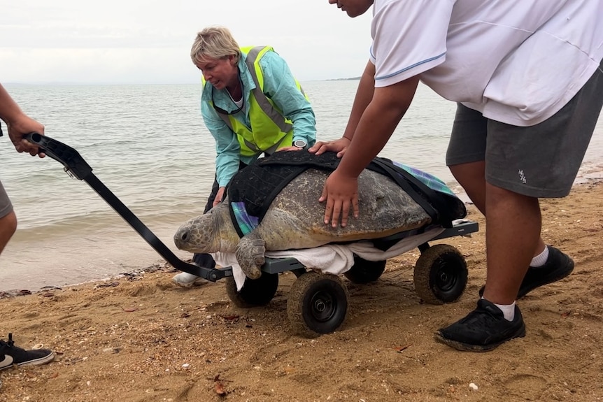 Three people cart a green turtle on a trolley to the ocean 