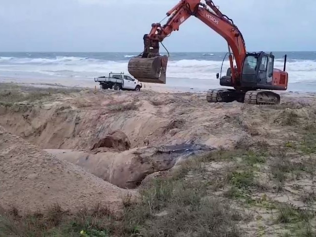 Large whale carcass lays in a deep hole with excavator and ute at the top of the hole at the beach.