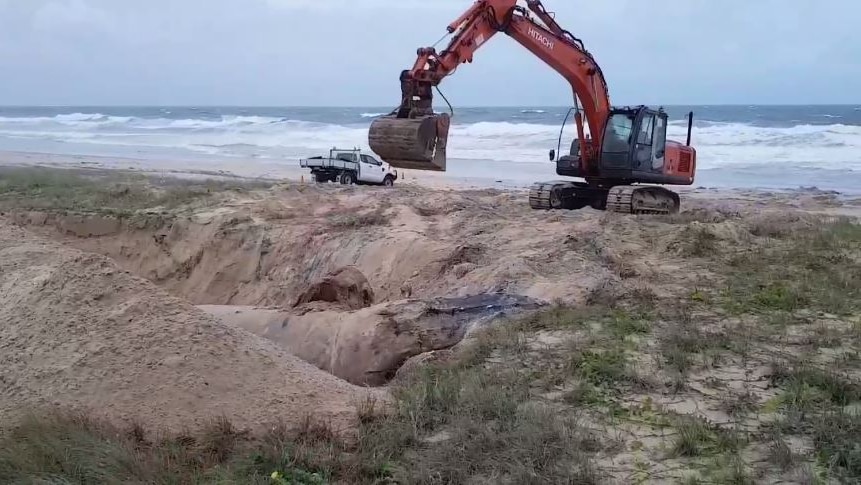 Large whale carcass lays in a deep hole with excavator and ute at the top of the hole at the beach.