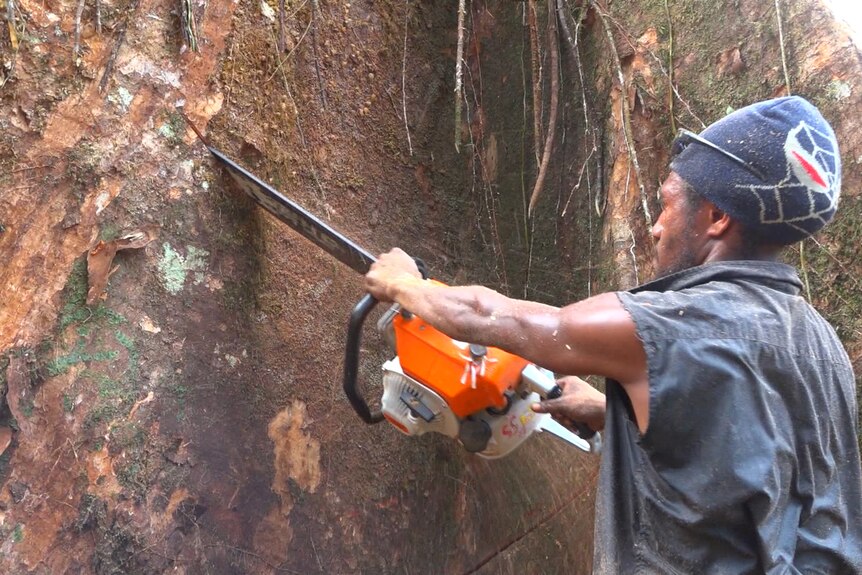 A man cuts into the trunk of a large tree with a chainsaw.