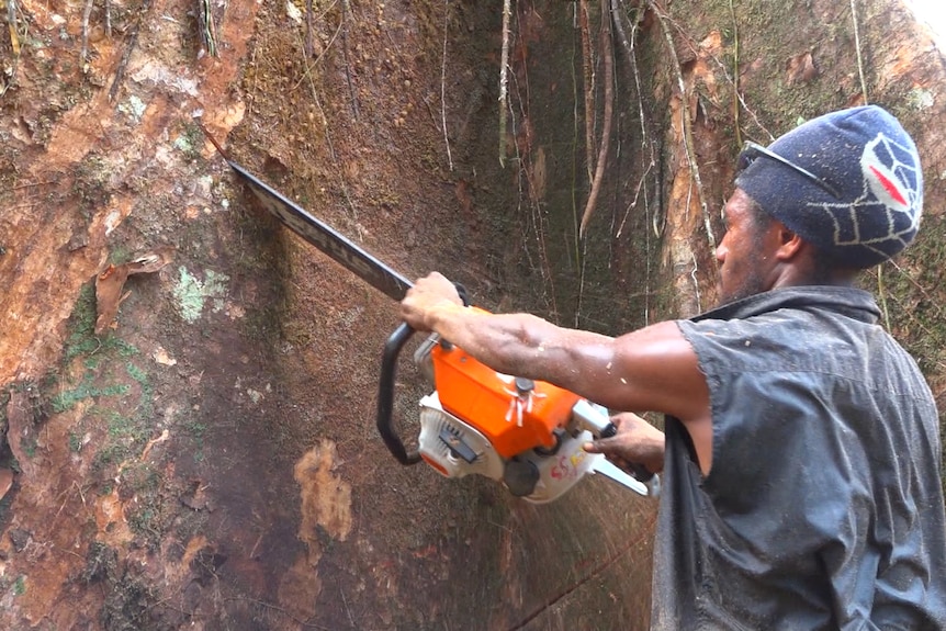 A man cuts into the trunk of a large tree with a chainsaw.