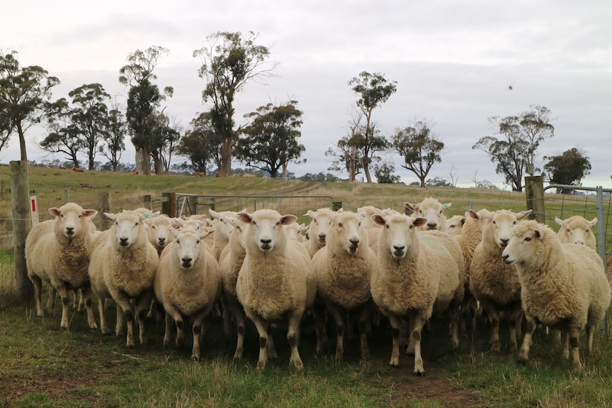 A mob of sheep bunch up in the corner of a paddock
