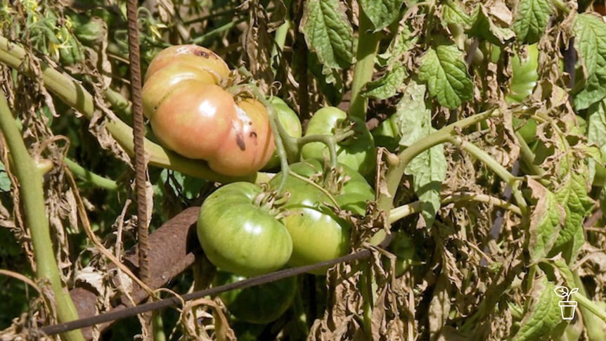Split tomatoes growing on vine with browning leaves