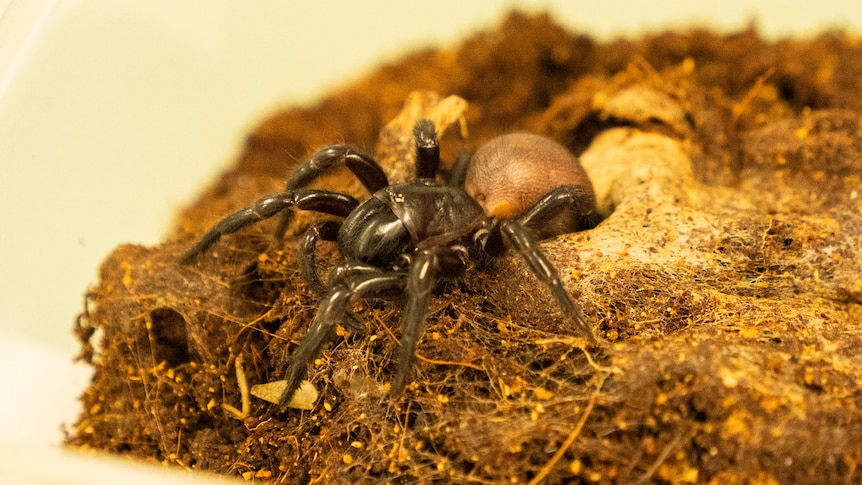 A funnel web spider in a container with web and dirt