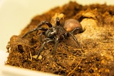 A funnel web spider in a container with web and dirt