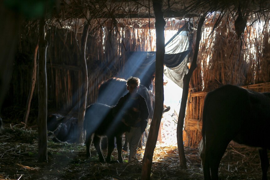 A boy inside a wooden shed leading a buffalo