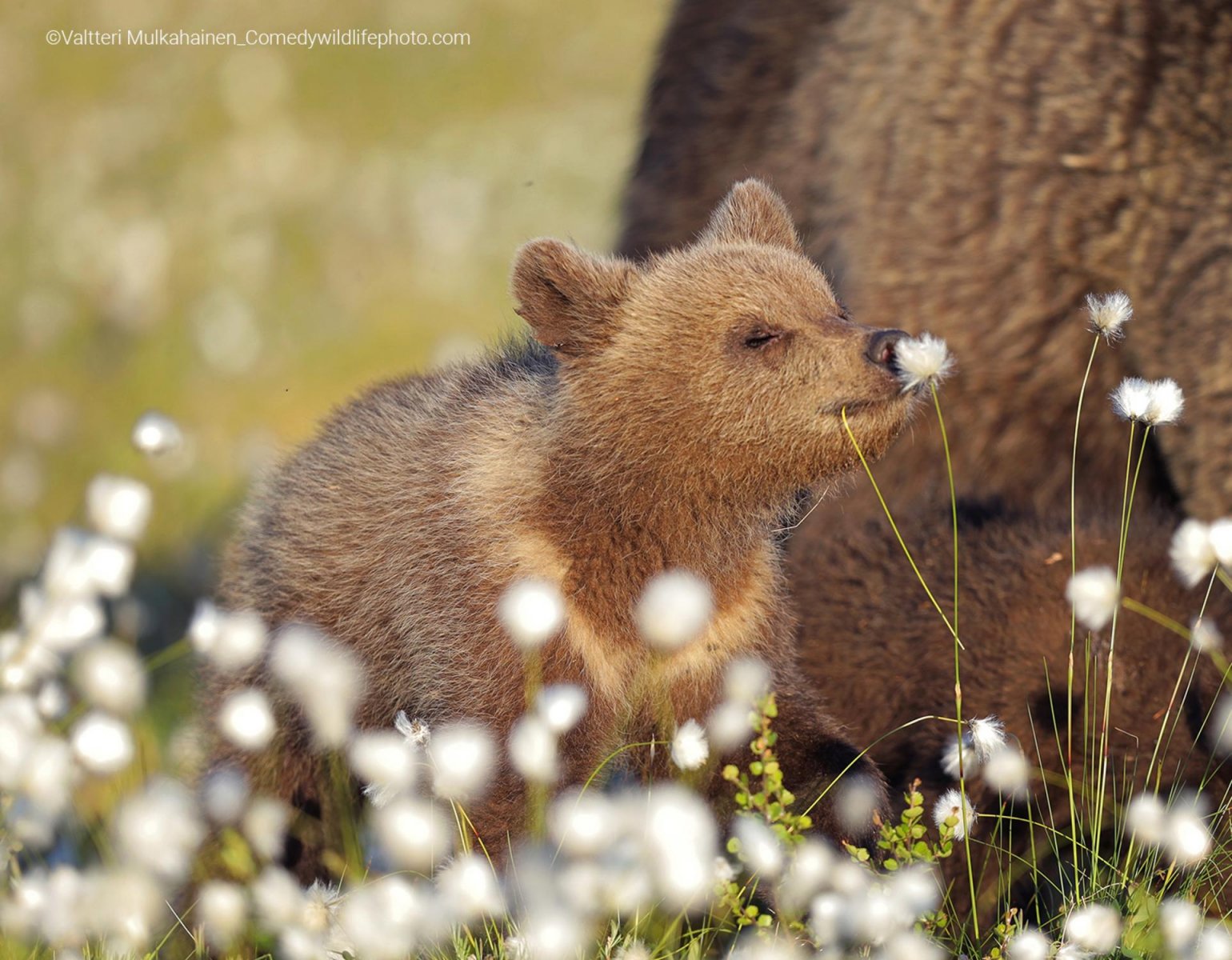 A bear cub surrounded by wild flowers close its eyes as it sniffs a flower. 