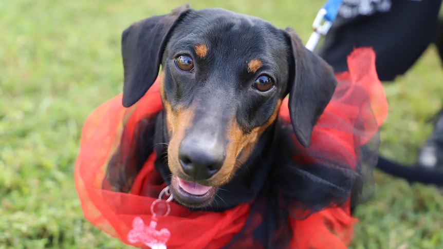A close-up picture of a dog wearing a black and red tutu