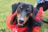 A close-up picture of a dog wearing a black and red tutu