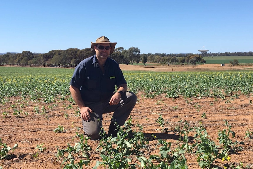 A man crouched over behind his canola plants