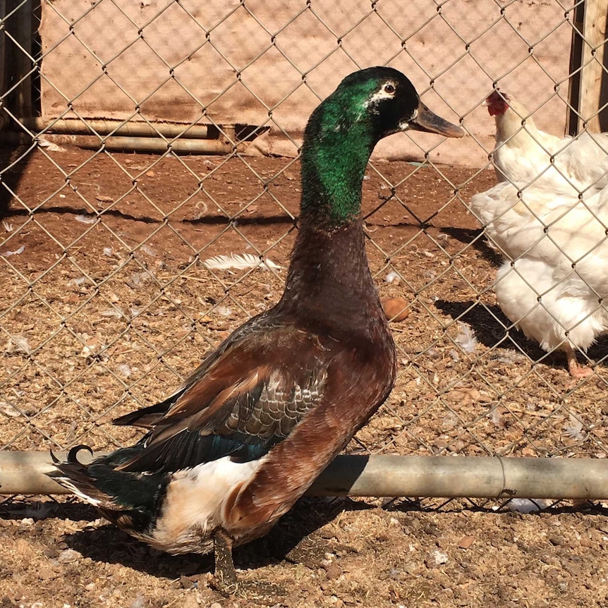 Duck in a yard