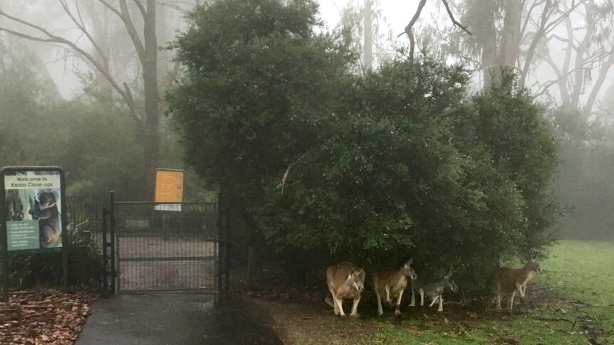 Four kangaroos shelter under a low hanging bush during rain.