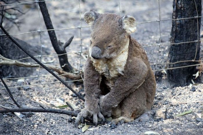 A burnt koala sits by a fence.