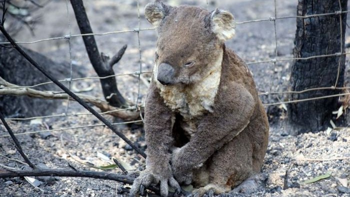 A burnt koala sits by a fence.