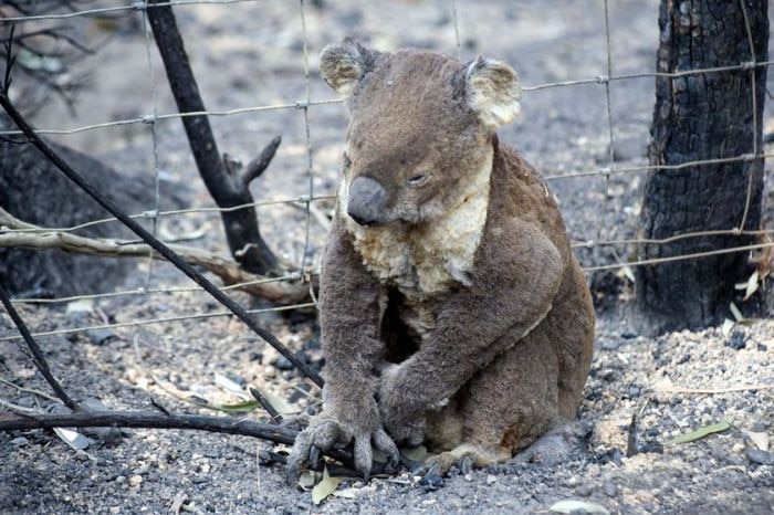 An injured koala near a fence in burnt-out bushland