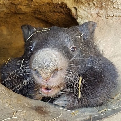 Patrick, who was believed to be the world's oldest captive wombat, at the Ballarat Wildlife Park