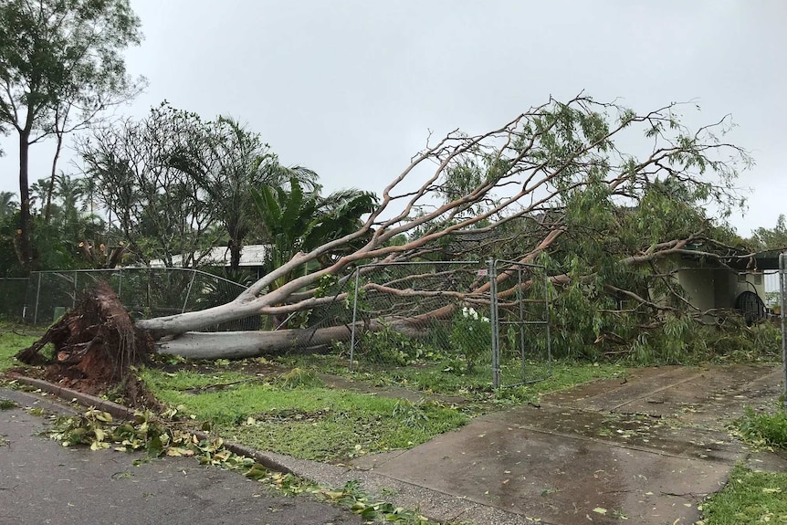 A house crushed by a tree in Darwin.