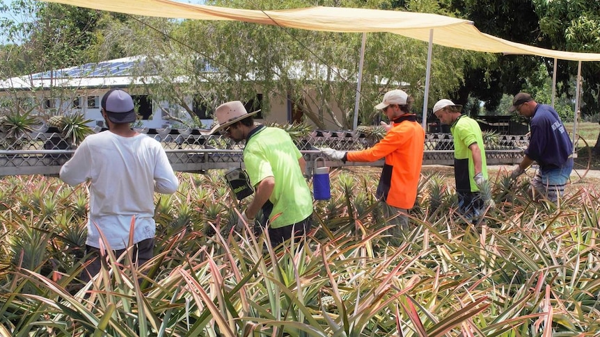 picking line in pineapple field