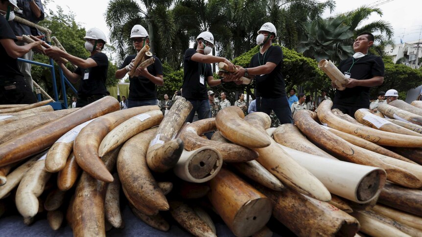 A huge pile of ivory tusks confiscated from poachers in Thailand