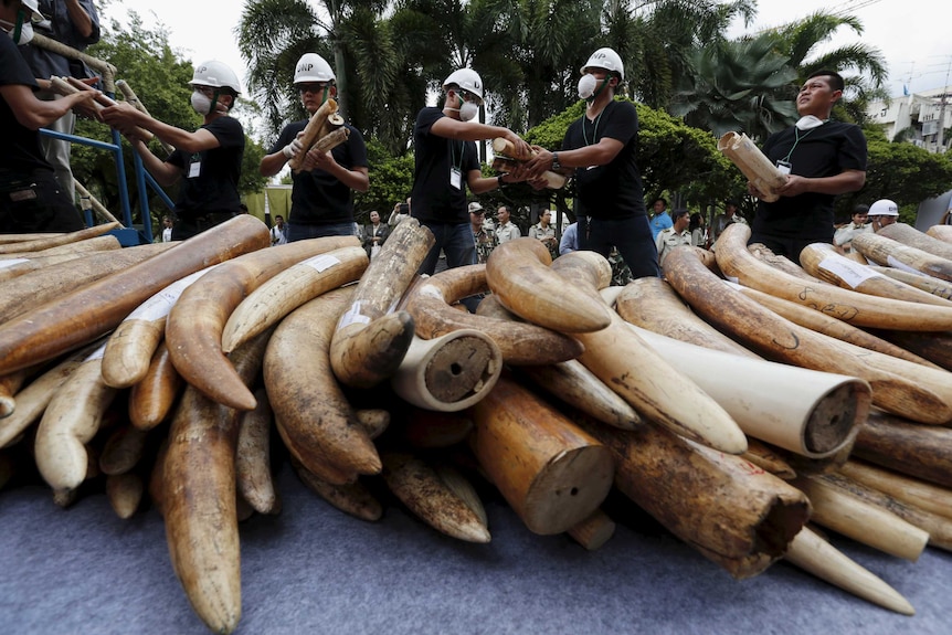 A huge pile of ivory tusks confiscated from poachers in Thailand