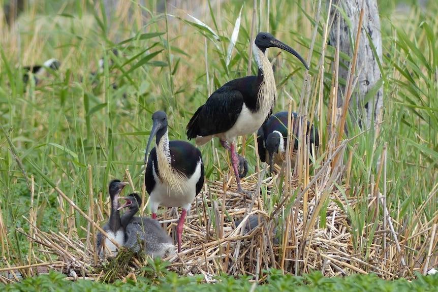 Straw-necked ibis with chicks