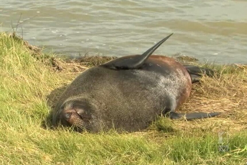 Seal seems happy but is resting in an unusual place