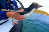 A rockhopper penguin is placed into the water in Augusta