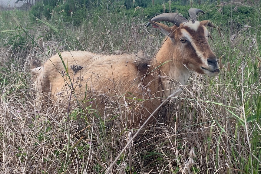 brown goat in long grass