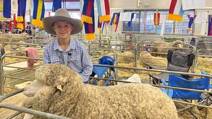 A boy wearing a hat standing with his woolly merino ewe in a pen. 
