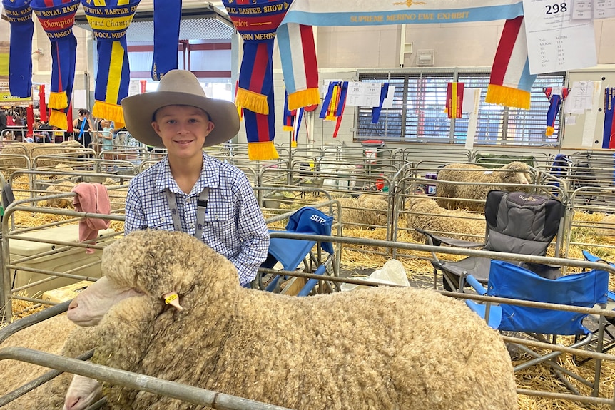 A boy wearing a hat standing with his woolly merino ewe in a pen. 