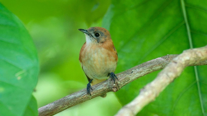 The Rarotongan flycatcher is back from the brink of extinction and is flourishing on Atiu.