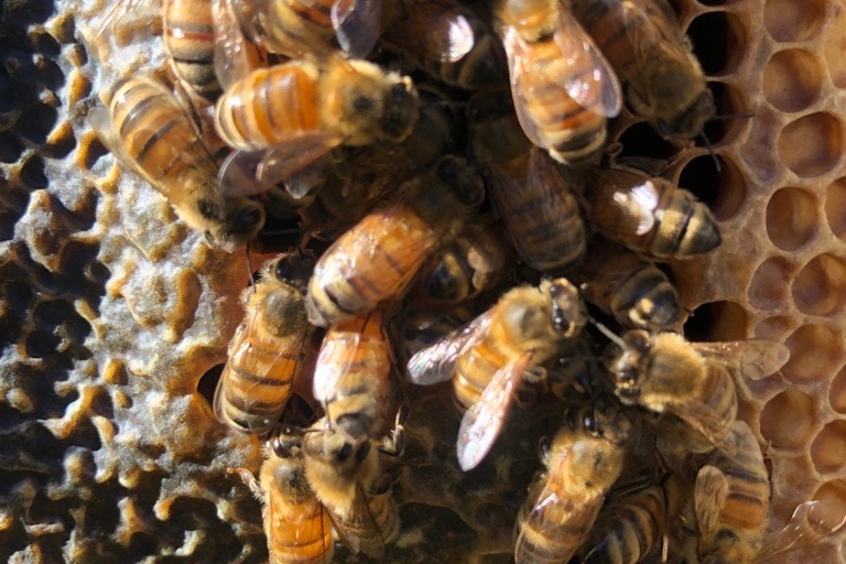 A colony of bees on a hive.