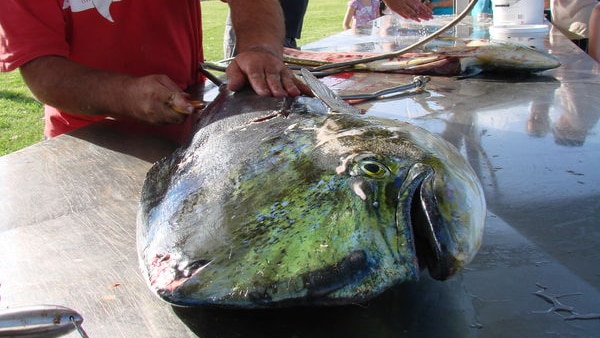 A large mahi mahi being filleted on a fish cleaning table.