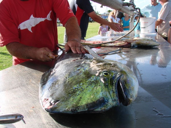 A large mahi mahi being filleted on a fish cleaning table.