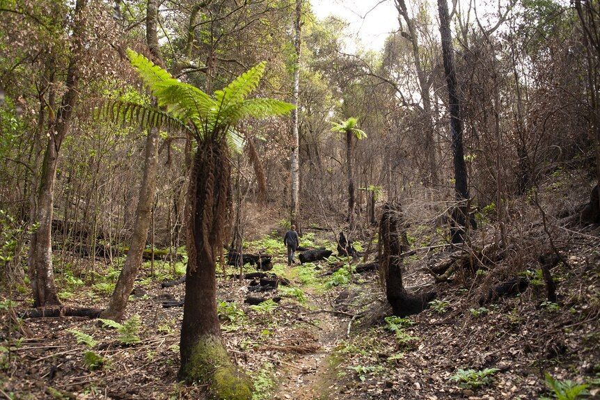 A tree fern in a fire-damaged rainforest in Victoria.