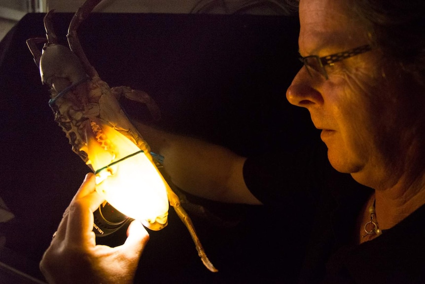 Seafood technologist John Mayze shines a light through an empty crab claw.